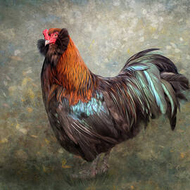 Ameraucana Rooster by Tracy Munson