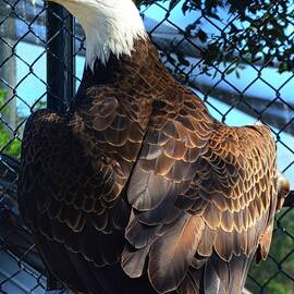 American Bald Eagle Close up Vertical