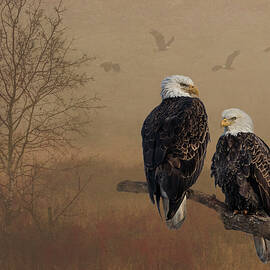 American Bald Eagle Family