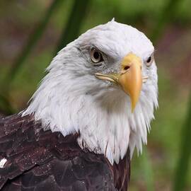 American Bald Eagle in the Rain by Richard Bryce and Family