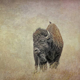 American Bison Buffalo Gaze by Jennie Marie Schell