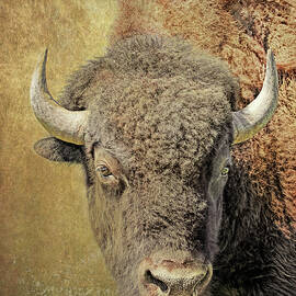 American Bison Buffalo Portrait Rustic by Jennie Marie Schell