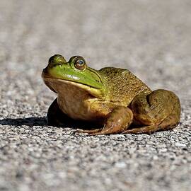 American Bullfrog by Steven Ralser