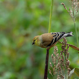 American Goldfinch - 9837 by Jerry Owens