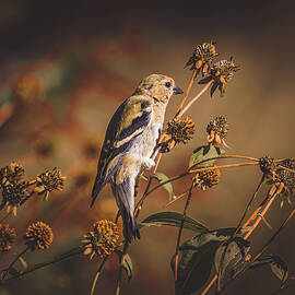 American Goldfinch - First Day of Fall by Chad Meyer