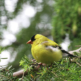 American Goldfinch in Hemlock Tree by Peggy Collins