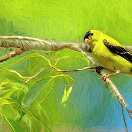 American Goldfinch by Kay Brewer