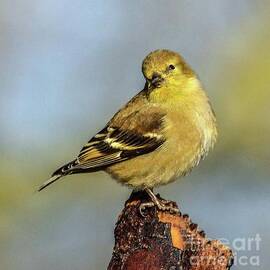 American Goldfinch - Male or Female