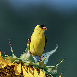 American Goldfinch - Sunflower Pose by Chad Meyer