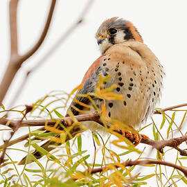 American Kestrel Perching by Morris Finkelstein