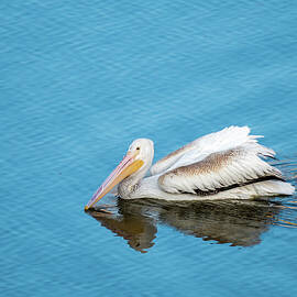 American White Pelican Early Morning Blues by Debra Martz