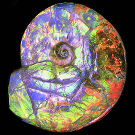 Ammonite Portrait by Douglas Taylor