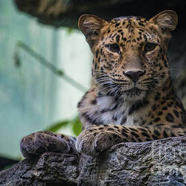 Amur Leopard by Erin O'Keefe