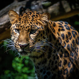 Amur Leopard by Michael Hills