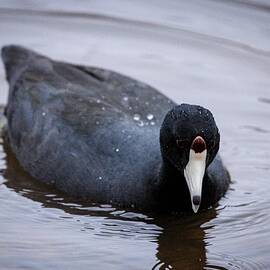 An American Coot by Nadia Asfar
