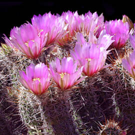 An Astonishing Display Of Pink by Douglas Taylor