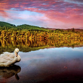 An Elegant Swan on the Lake at Pitlochry by Debra and Dave Vanderlaan