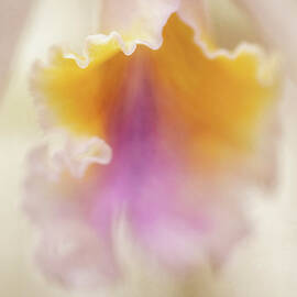 An Orchid Abstract by Teresa Wilson