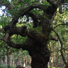 Ancient Oak by Bill Lee