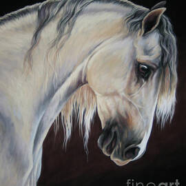 Andalusian Horse by Cindy Price McMurray