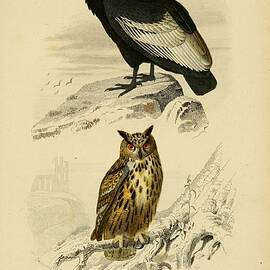 Condor Drawings