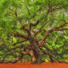 Angel Oak Tree Of Life SC by Susan Candelario