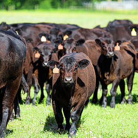 Angus calf walking towards camera surrounded by herd by Jackie Nix