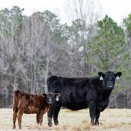 Angus cow-calf pair with Cu deficient calf by Jackie Nix