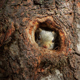 Animal - Squirrel - I'm not shy I'm an introvert by Mike Savad