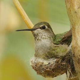 Anna's Hummingbird on Nest by Pat Goltz