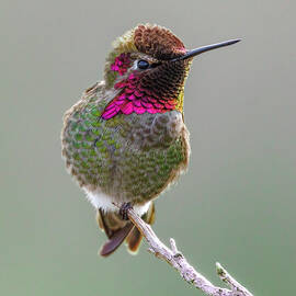 Anna's Hummingbird on Perch