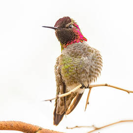 Anna's Hummingbird Perched #3 by Morris Finkelstein