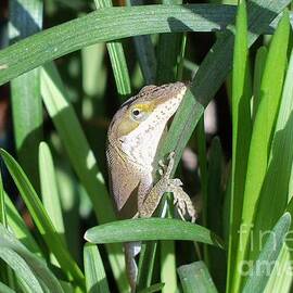 Anole 78 by Sandra L Sherrill