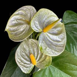 Anthuriums Spray-Painted Silver on a Black Background