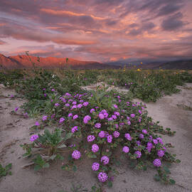 Anza Borrego Colorful Flowers and Sky by William Dunigan