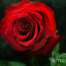 Aphrodite's red rose by Chris Bee Photography