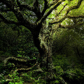 Appalachian Enchanted Tree by Theresa D Williams