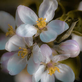 Apple Blossom - Soft Faded by Alan Copson