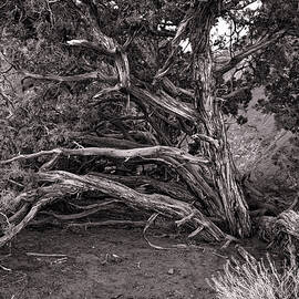 Arches NP 4-24-37 by Mike Penney