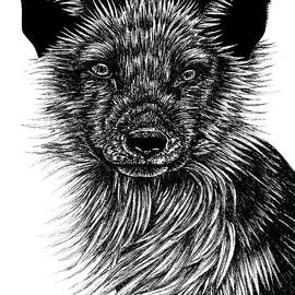 Arctic fox by Loren Dowding