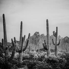 Arizona Sonoran Desert Landscape by Elizabeth Pennington