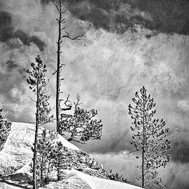 Artsy Trees In Yellowstone in BW by Michael R Anderson