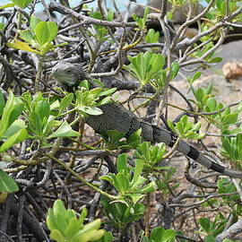 Aruba Wildlife by Gregory A Mitchell Photography