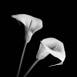 Arum Lilies by Justin Foulkes