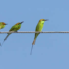 Asian Green Bee Eater by Kay Brewer