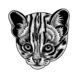 Asian leopard cat kitten - ink illustration by Loren Dowding