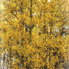 Aspen Grove Abstract  by Saija Lehtonen