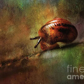 At A Snail's Pace by Lois Bryan