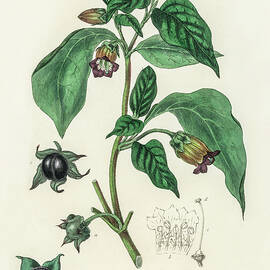 Atropa Belladonna - Deadly Nightshade -  Medical Botany - Vintage Botanical Illustration