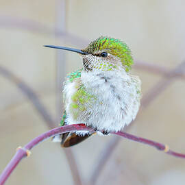 Attentive Hummingbird Perched by Athena Mckinzie